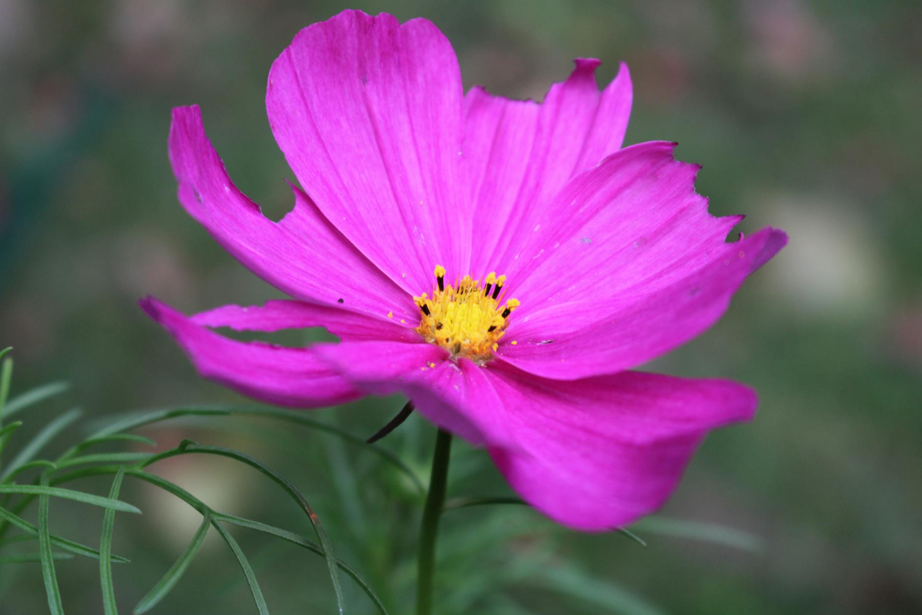 Varieties of Cosmo Plants