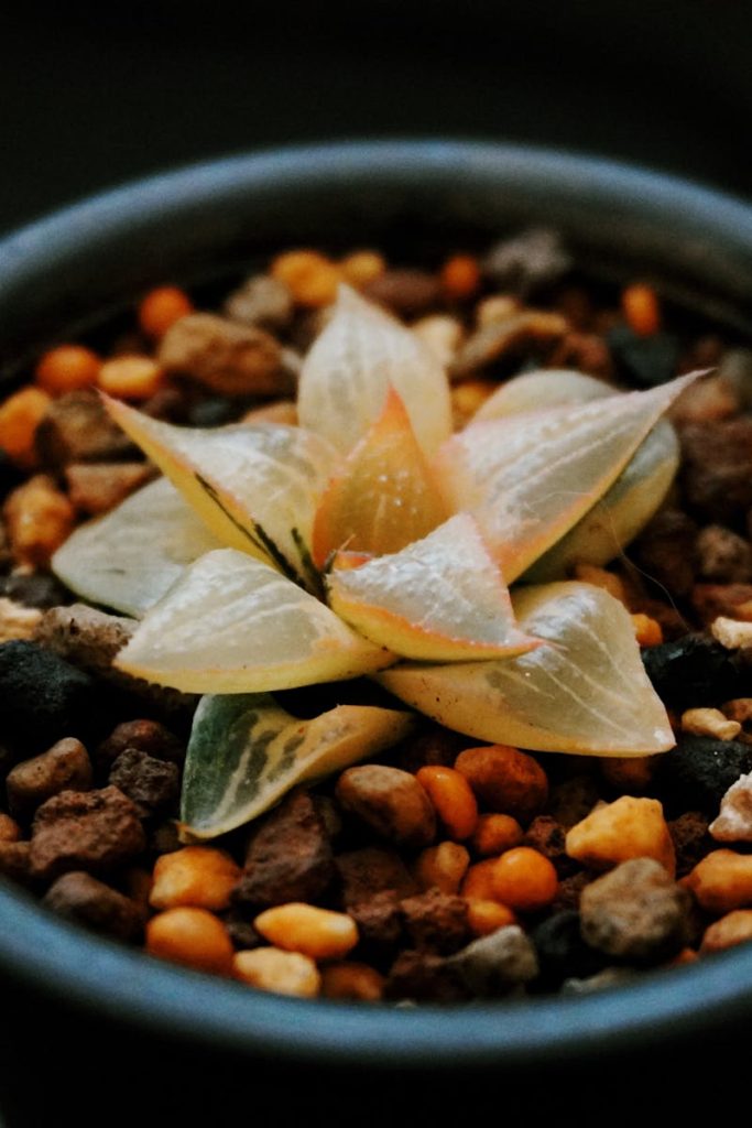 pexelsphoto32610861326108611 Guzmans Garden Centers Overwatered Haworthia succulent in a decorative pot perfect for plant lovers