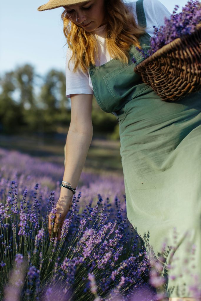 A woman in a green dress picks lavender blossoms in a sunlit field