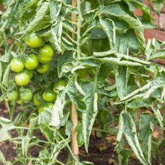 What Really Causes Tomato Leaf Curl