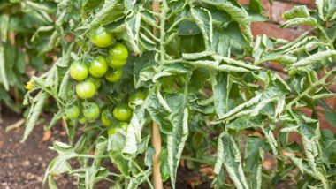 What Really Causes Tomato Leaf Curl