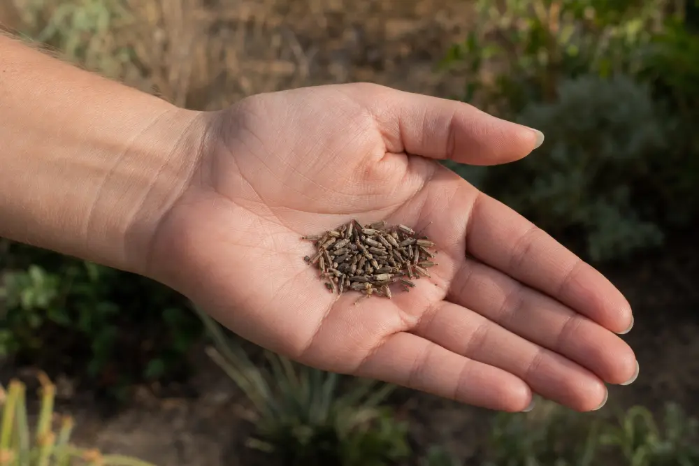Collect conflower seeds How collect flowers for next year.