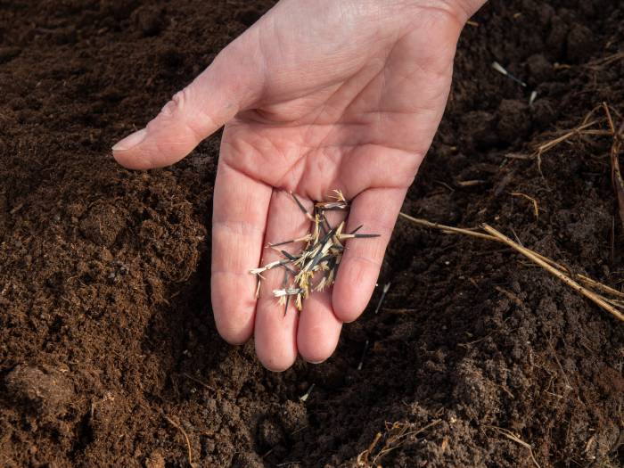 Planting Marigold seeds from flowers Planting Marigold seeds from flowers