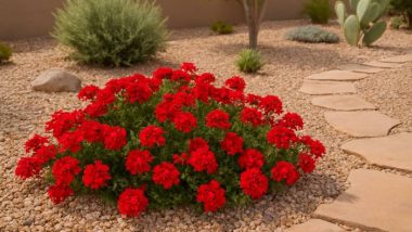 Homstead Red Verbena