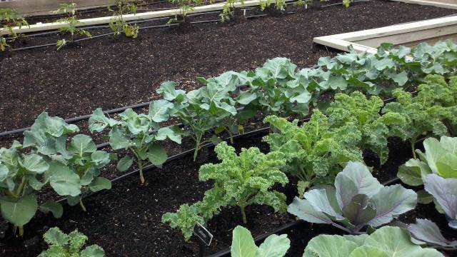 Vegetables in the garden Best Vegetables to Plant in Autumn