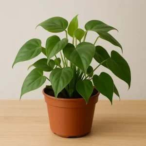 Philodendron Plant Indoor Plants that are toxic to pets