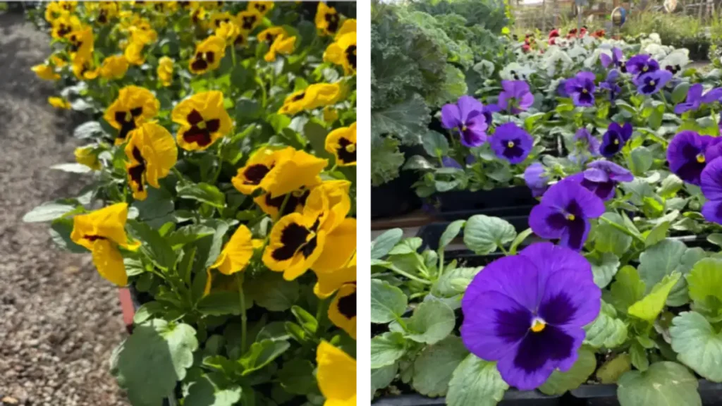 pansiesatguzmans Guzmans Garden Centers Colorful Pansies at Guzman's Garden Centers