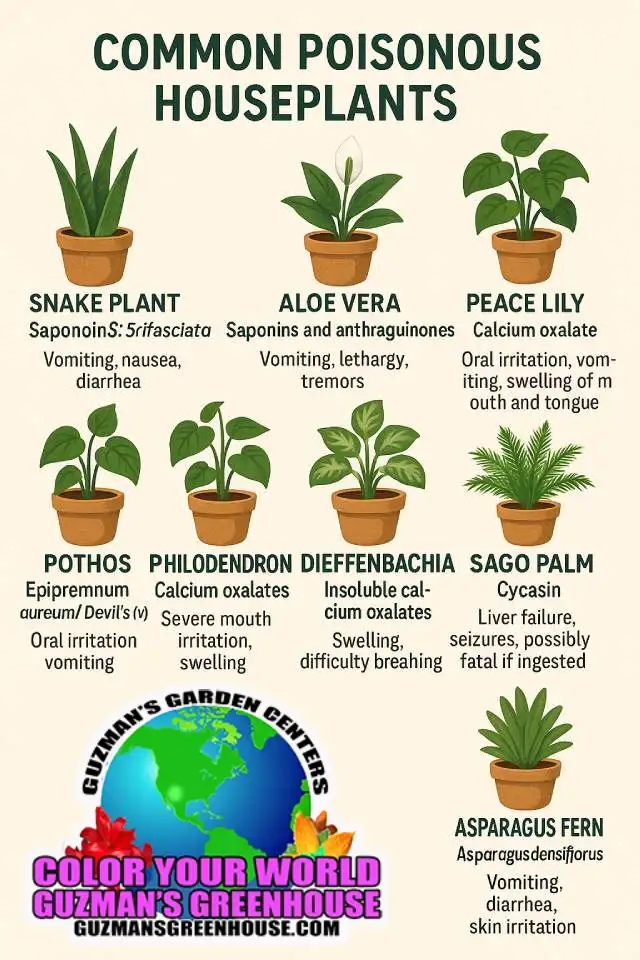 Common Poisonous Houseplants inforgraphic Common Poisonous Houseplants inforgraphic
