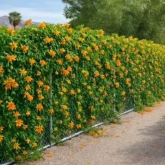 How to care for Trumpet Vines