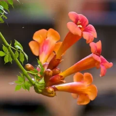 Types of Trumpet Vines