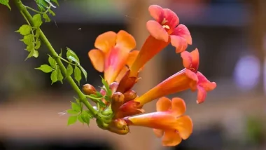 Types of Trumpet Vines