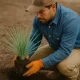 Planting the Sotol Plant