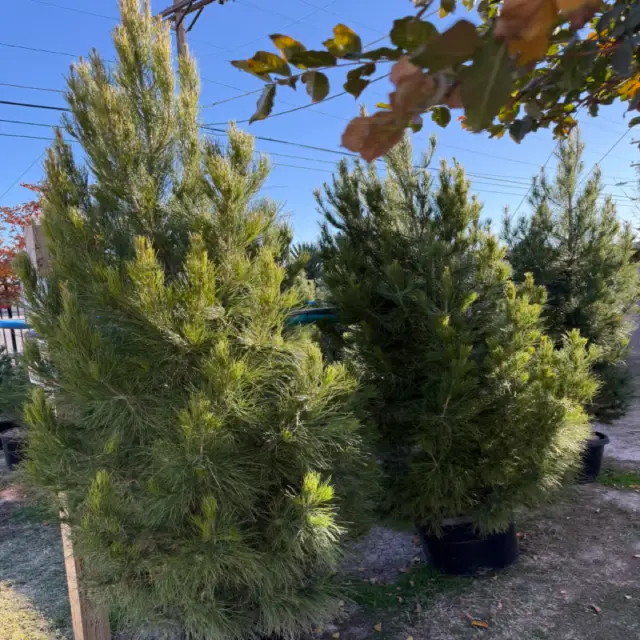 afthanpines Guzmans Garden Centers