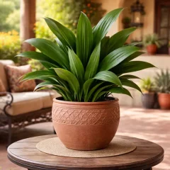 Cast Iron Plant Care