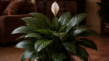 Peace Lily Plant Care Guide