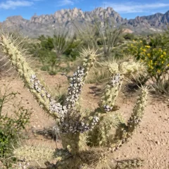 Why do plants die in the desert