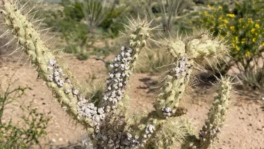 Why do plants die in the desert