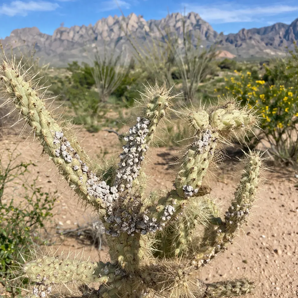 Why Do Plants die in the Desert? (And How to Fix It in Las Cruces, NM) -  Guzman's Garden Centers