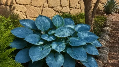 Blue Hostas for the Southwest