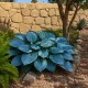 Blue Hostas for the Southwest