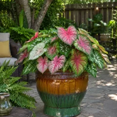 Caladiums in the Southwest.