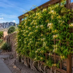 Hall's Honeysuckle in the Southwest