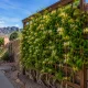 Hall's Honeysuckle in the Southwest
