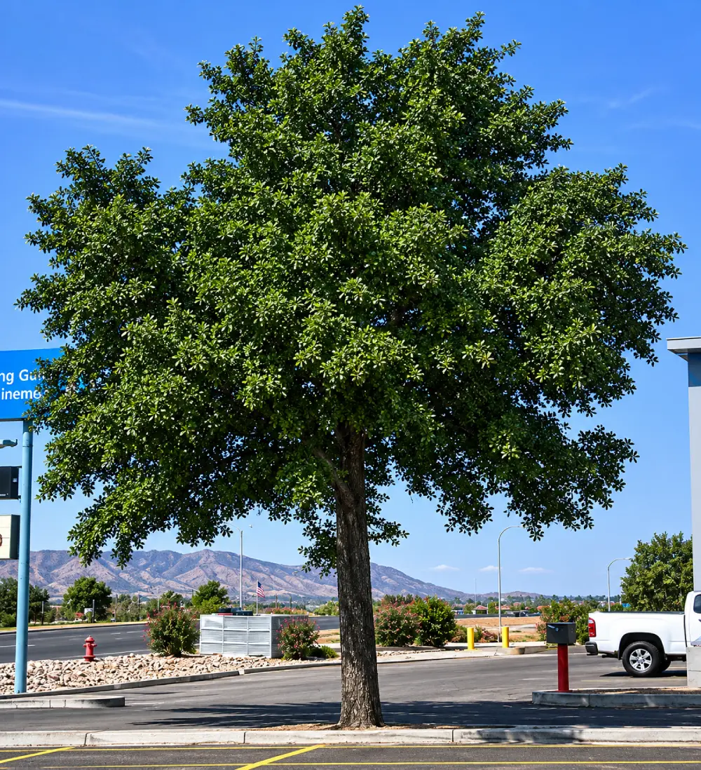 Live Oak Tree good for Shade Live Oak Tree good for Shade