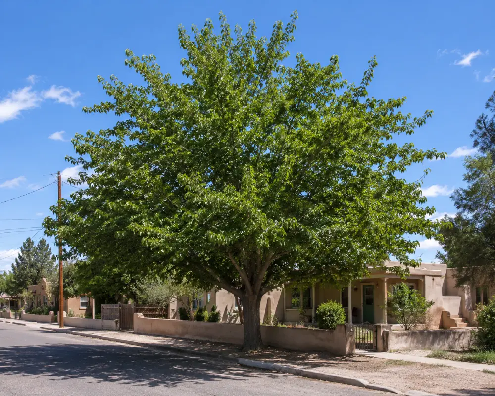 The Mulberry tree for Southwest Shade The Mulberry tree for Southwest Shade