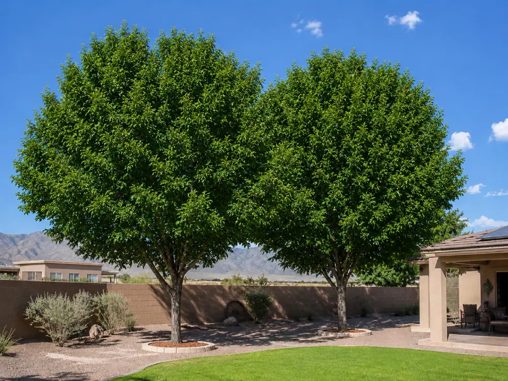 Two Pecan trees for shade Pecan tree for Shade in the Southwest