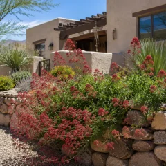 Red Valerian plant in the Southwest
