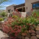 Red Valerian plant in the Southwest