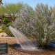 Man wearing a hat waters a large Texas sage shrub with a hose; a sign nearby reads, 'Water deeply for strong, healthy roots.'