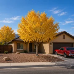 Fast growing shade trees Southwest