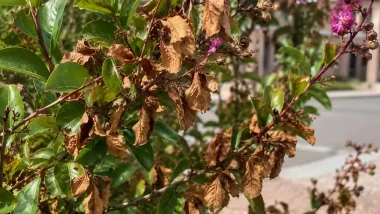 Close-up of a shrub with brown dried leaves and some green leaves; pink blossoms on the right, a street visible in the background.