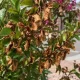 Close-up of a shrub with brown dried leaves and some green leaves; pink blossoms on the right, a street visible in the background.