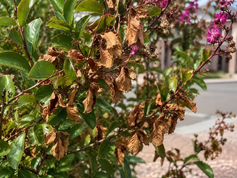 Why Are My Plant Leaves Turning Brown? Why Are My Plant Leaves Turning Brown?