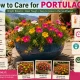 Care of Portulaca
