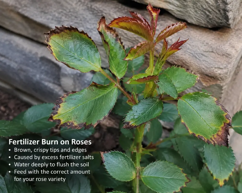 Fertilizer burn on tips of roses leaves Fertilizer burn on tips of roses leaves