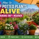 Keep Potted Plants Alive