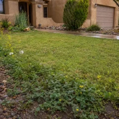 Desert-style front yard with a green lawn, pebble border, and yellow flowers in the foreground, beige stucco house in the background.