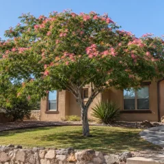 How to care for Mimosa trees