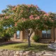 How to care for Mimosa trees