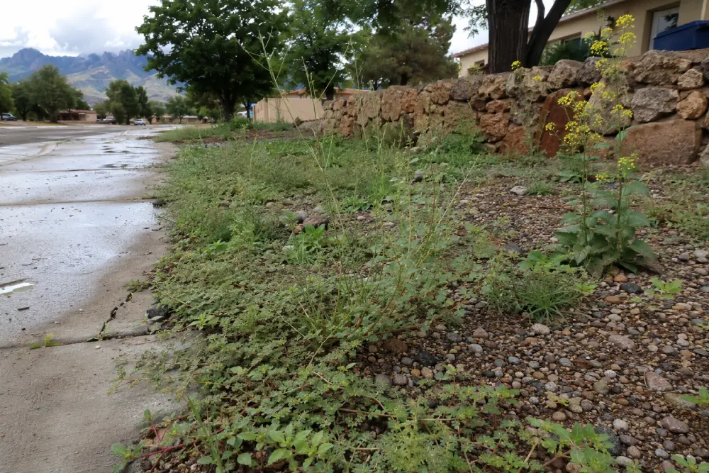 Weeds after Rain Remove Weeds After Monsoon Rains