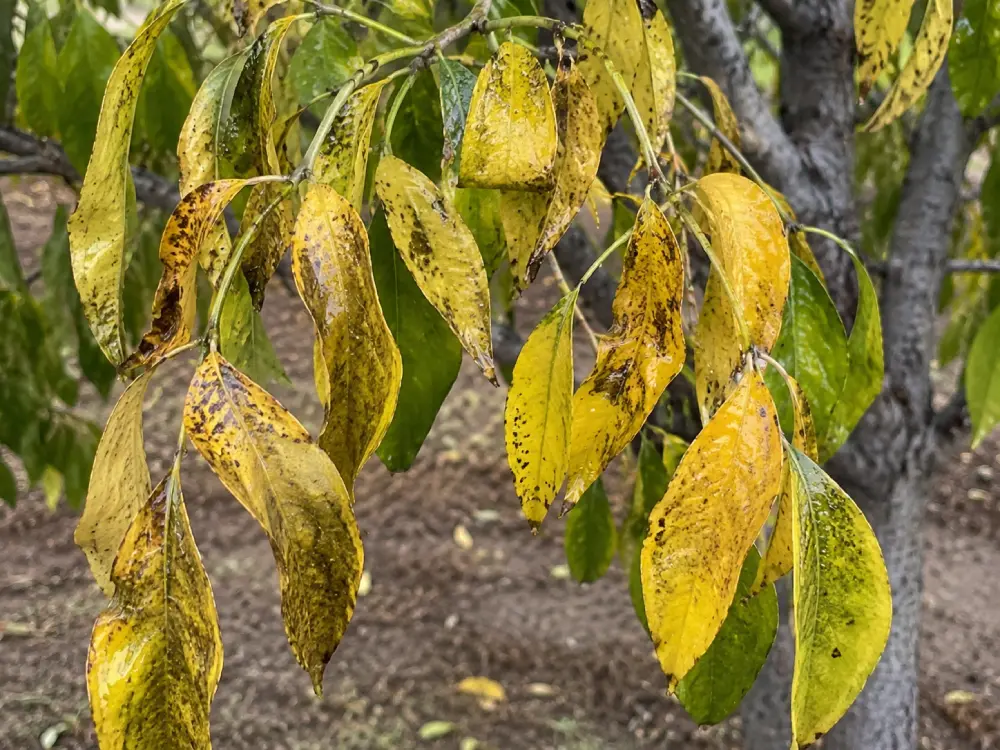Overwatering - Yellow Mushy leaves Ash tree Overwatering - Yellow Mushy leaves Ash tree