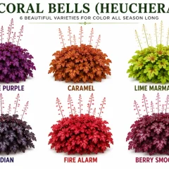 Care and Grow Coral Bell Plants