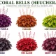 Care and Grow Coral Bell Plants