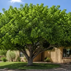 Fruitless Mulberry Tree