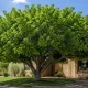 Fruitless Mulberry Tree