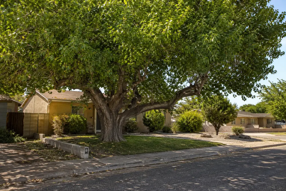 Mature Fruitless Mulberry tree Mature Fruitless Mulberry